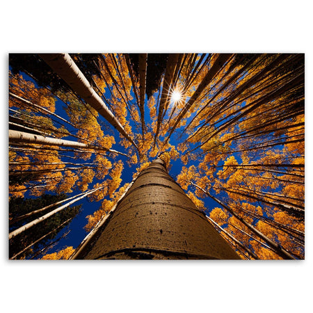 Quadro su tela, Alberi Foresta Paesaggio