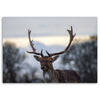 Quadro su tela, Cervi Animali Paesaggio Natura