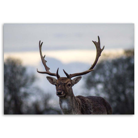 Quadro su tela, Cervi Animali Paesaggio Natura