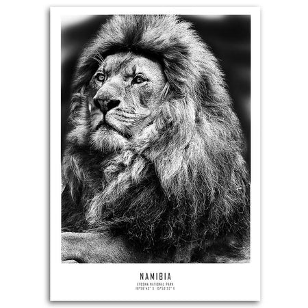 Quadro su tela, Animali Africa Lion
