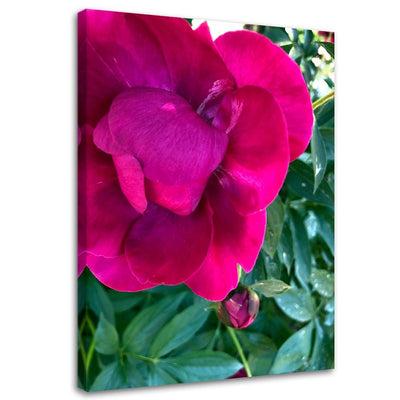 Quadro su tela, Peonia fiore rosa