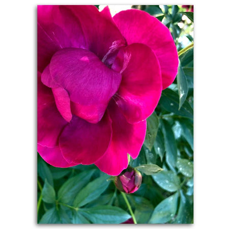 Quadro su tela, Peonia fiore rosa