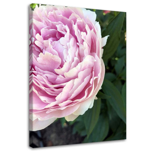Quadro su tela, Pianta di fiori di peonia