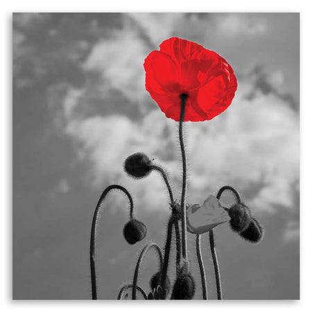 Quadro su tela, Fiori di papavero rosso Natura