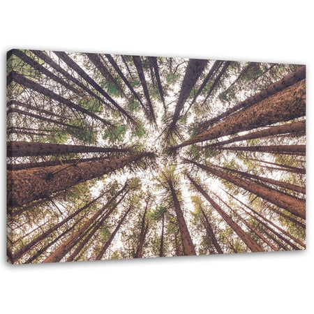 Quadro su tela, Pino Natura Foresta Verde