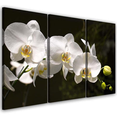 Quadri Quadro Multipannello Fiore di orchidea bianca