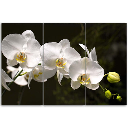 Quadri Quadro Multipannello Fiore di orchidea bianca