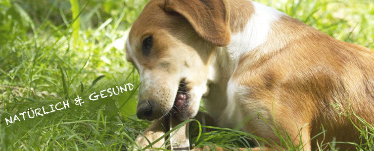 Corna di cervo intero per cani da masticare