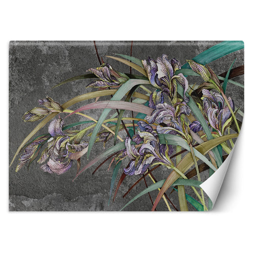 Carta Da Parati, Fiori di Iris Viola Piante