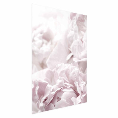 Poster - Fluffy Peonies