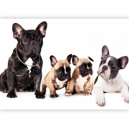 Carta da Parati Cani di Razza French