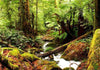 Fotomurale Forest Brook