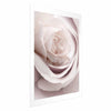 Poster - Porcelain Rose