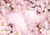 Fotomurale Spring Cherry Blossom