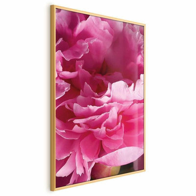 Poster - Beautiful Peonies