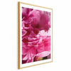 Poster - Beautiful Peonies