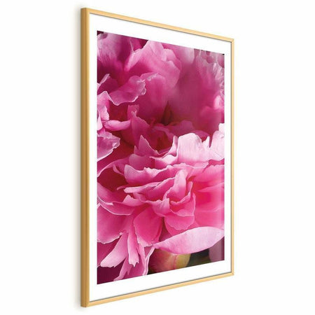 Poster - Beautiful Peonies