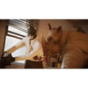 Blacksad bajo la piel - Juego de PS5
