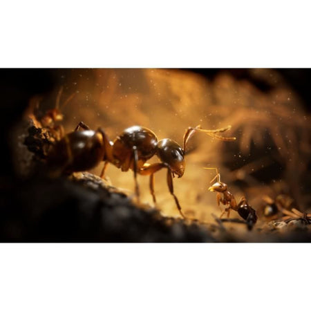 The Ants Empire Of The Ants - Gioco per PS5 - Edizione limitata