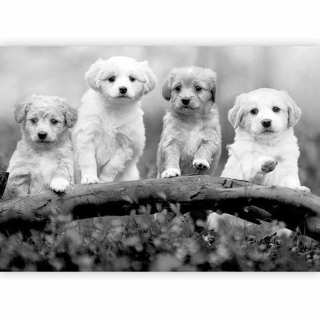 Carta da Parati Four Puppies