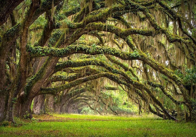 Fotomurale Tree embrace