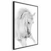 Poster - White Horse
