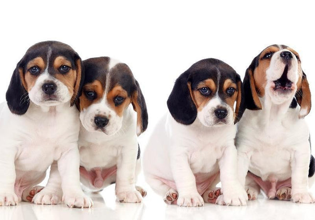 Carta da Parati Sad Puppies Cani