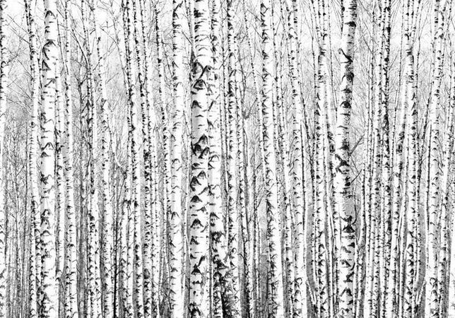 Fotomurale Bosco di betulle