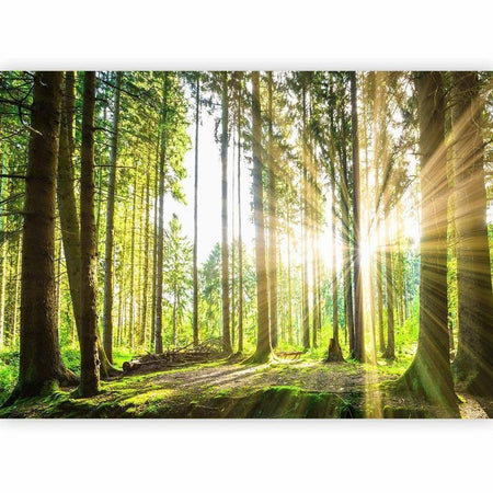 Fotomurale Forest Tales