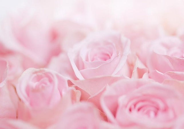 Carta da Parati Oceano di Rose