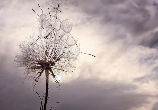 Carta da parati - Gentle Wind