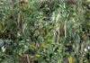 Carta da parati - Richness of Jungle