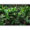 Carta da parati - Freshness of the Jungle