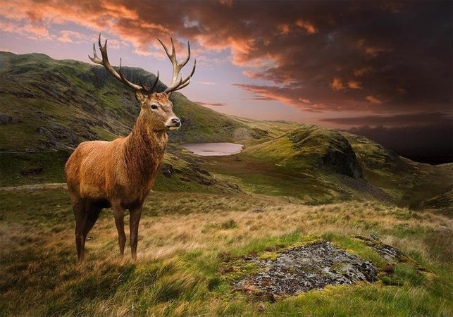 Carta da parati - Deer on Hill