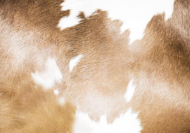 Carta da parati - Cow Patches