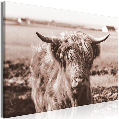 Quadro - A Scottish Cow in Sepia