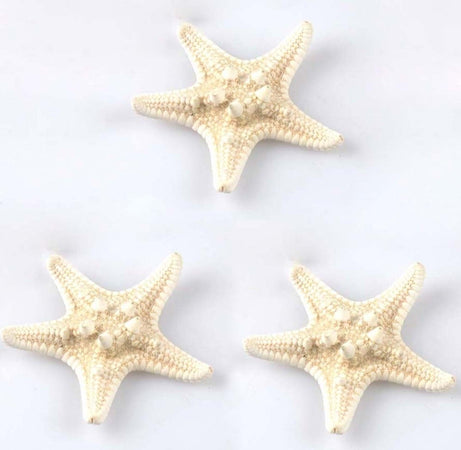 3pz. Stella Marina Mare Beige Conchiglie Ornamento Wedding Marino Per Acquario Prodotti per animali domestici/Pesci e animali d'acqua/Arredo per acquario/Oggetti Trade Shop italia - Napoli, Commerciovirtuoso.it