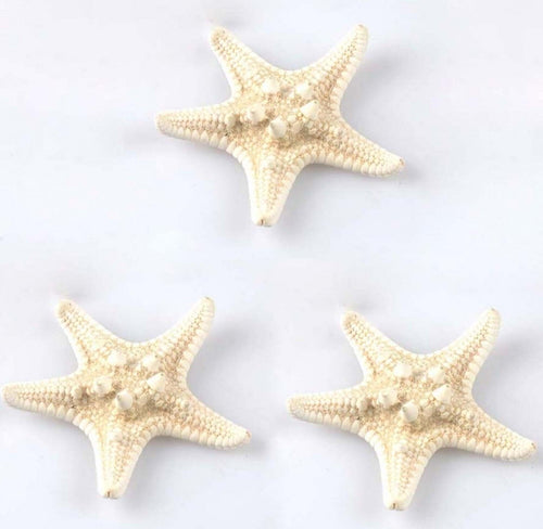 3pz. Stella Marina Mare Beige Conchiglie Ornamento Wedding Marino Per Acquario Prodotti per animali domestici/Pesci e animali d'acqua/Arredo per acquario/Oggetti Trade Shop italia - Napoli, Commerciovirtuoso.it