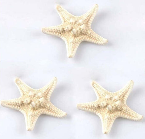 3pz. Stella Marina Mare Beige Conchiglie Ornamento Wedding Marino Per Acquario Prodotti per animali domestici/Pesci e animali d'acqua/Arredo per acquario/Oggetti Trade Shop italia - Napoli, Commerciovirtuoso.it