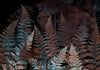 Carta da parati - Ferns in the Woods - Third Variant