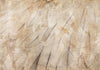 Carta da parati - Birds wings - minimalist close-up on beige feathers with pattern