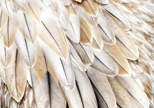 Carta da parati - Close-up of birds wings - uniform close-up on beige bird feathers