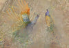 Carta da parati - Peacocks in dance - bird motif among an abstract pattern with ornaments