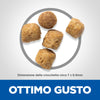 Hill's Mantenimento secco Gatti Adulti agnello