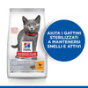 Hill's Sterilised secco Gatti Kitten pollo