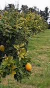5/10 Kg. Limoni 100% Siciliani Raccolti a Mano Limone Primo Fiore di Sicilia