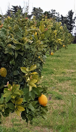 5/10 Kg. Limoni 100% Siciliani Raccolti a Mano Limone Primo Fiore di Sicilia