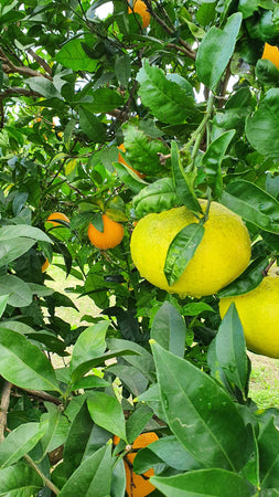 5/10Kg Cassetta di Pompelmi Gialli e Rosa Siciliani Pompelmo 100% Origine Sicilia