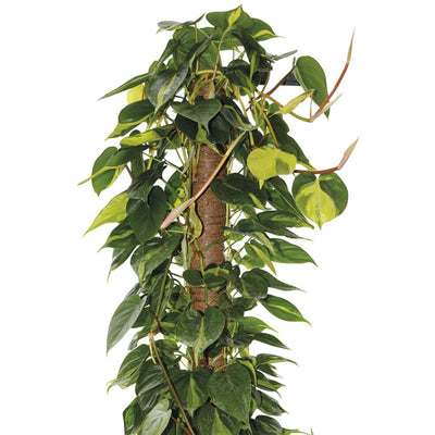 Tutore per piante rampiacanti da interno bastone muschiato 120 cm ø 5 cm