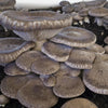 Pani di funghi cardoncelli pleurotus eryngii coltivazione cardoncello substrato e ceppo balletta